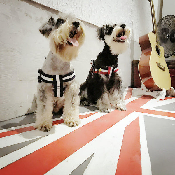 Terylene Dog Harness & Leash Set — Striped Design for All Breeds