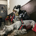 Terylene Dog Harness & Leash Set — Striped Design for All Breeds