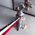 Terylene Dog Harness & Leash Set — Striped Design for All Breeds