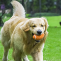 Rubber Rugby Dog Chew Toy — Bite-Resistant, Squeaky, Two Sizes
