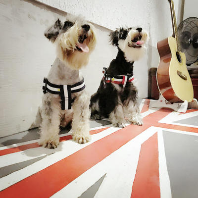Terylene Dog Harness & Leash Set — Striped Design for All Breeds