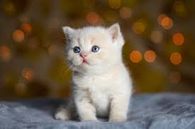 Cat Products